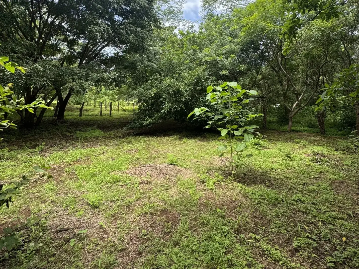 Level green lot bordered by trees near Playa Junquillal