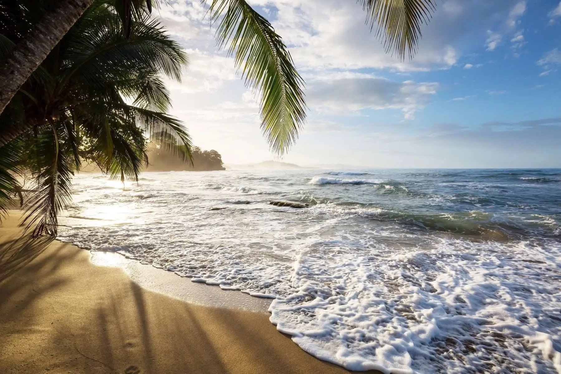 Palm trees leaning over the shorebreak in warm afternoon light