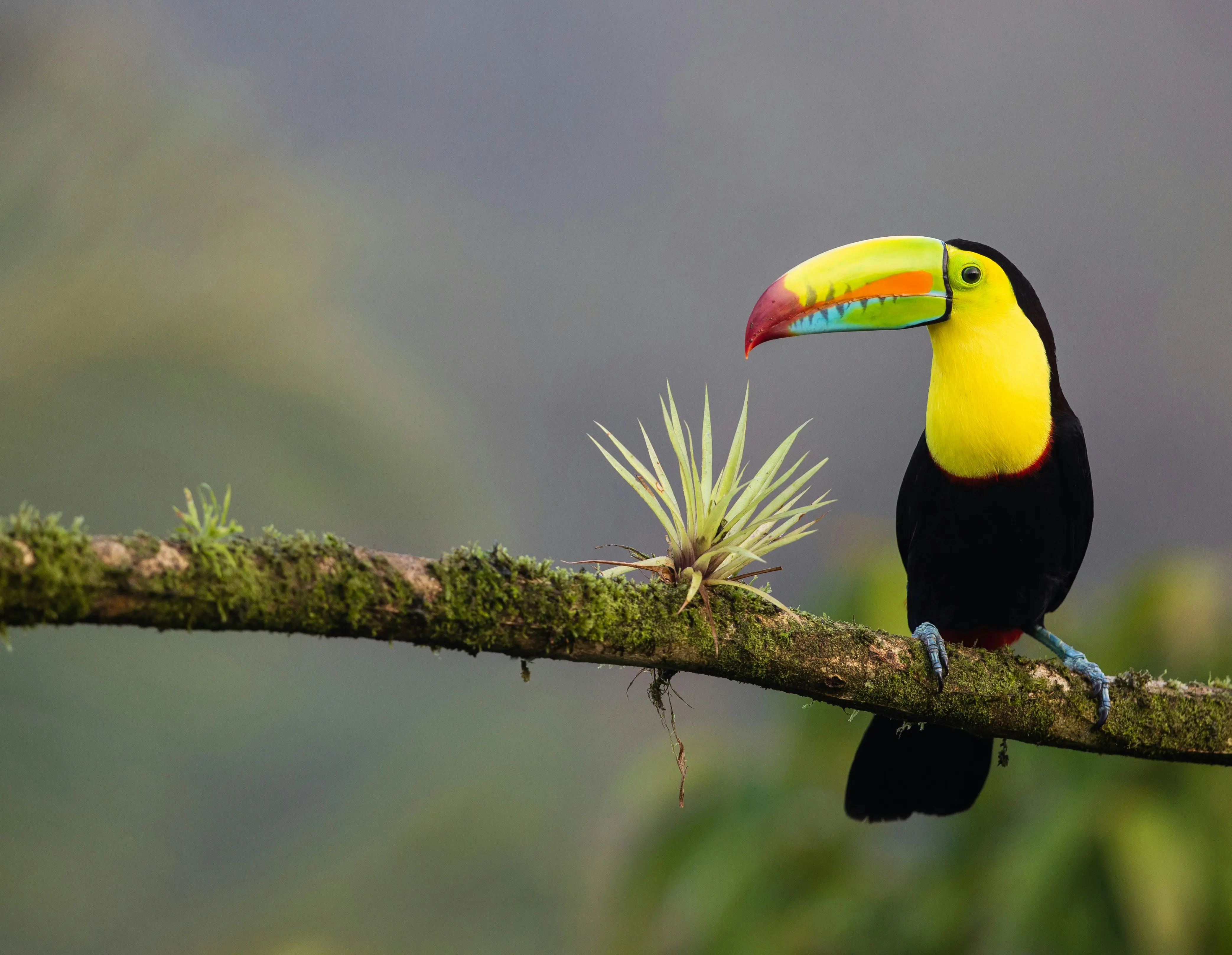 Keel-billed toucan perched on a mossy branch